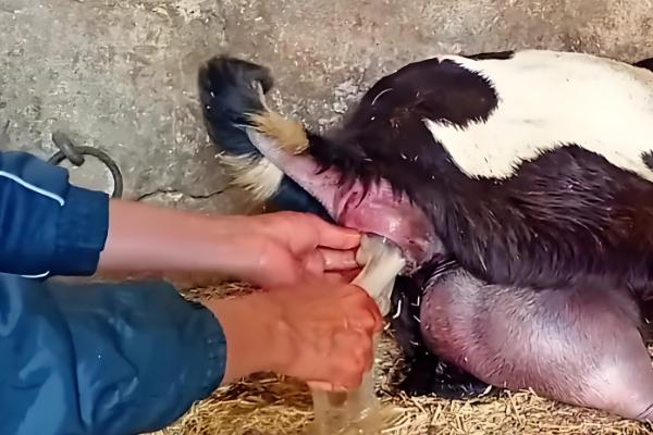 羊一年的产羔次数，不同品种的繁殖能力有区别