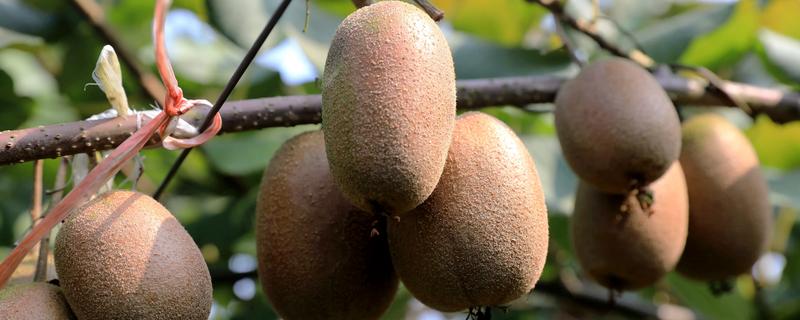 猕猴桃是什么水果，属于浆果类水果