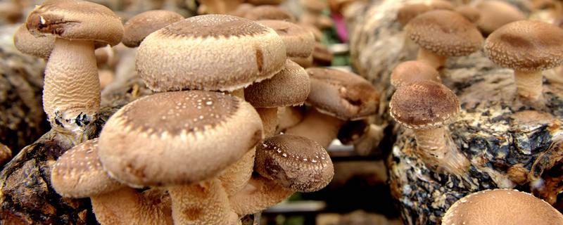 预防食用菌发生病害的方法，在进出口等位置撒施石灰可避免害虫进入