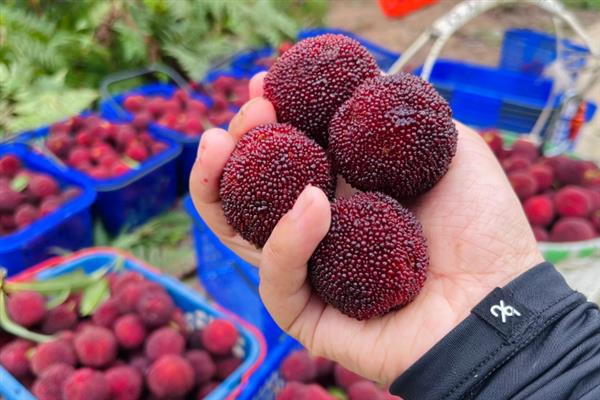 东魁杨梅和仙居杨梅有何区别，外观、口感、产地等方面都不同