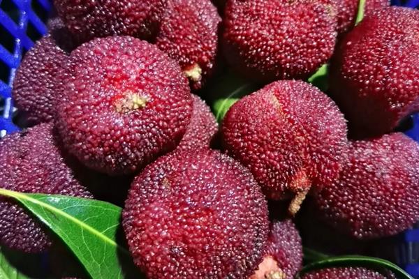 东魁杨梅和仙居杨梅有何区别，外观、口感、产地等方面都不同