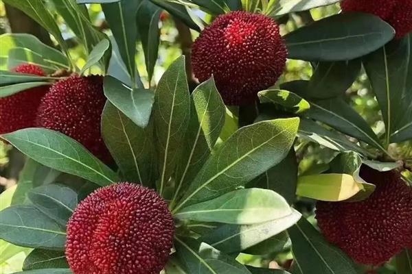 东魁杨梅和仙居杨梅有何区别，外观、口感、产地等方面都不同