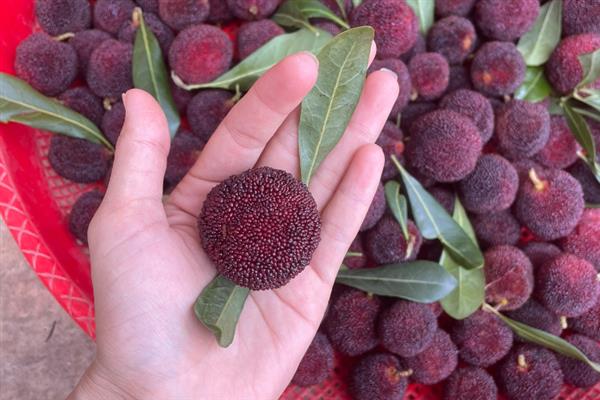 东魁杨梅和仙居杨梅有何区别，外观、口感、产地等方面都不同