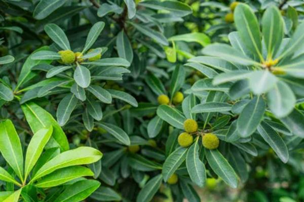 东魁杨梅和仙居杨梅有何区别，外观、口感、产地等方面都不同