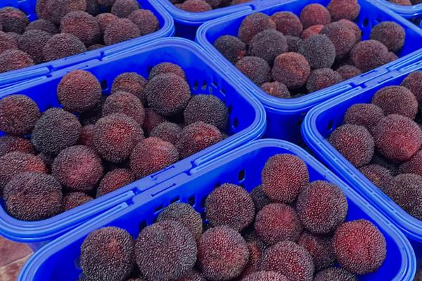 东魁杨梅和仙居杨梅有何区别，外观、口感、产地等方面都不同