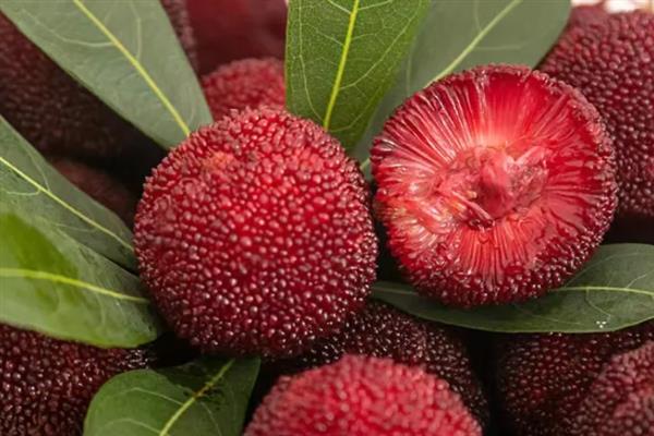 东魁杨梅和仙居杨梅有何区别，外观、口感、产地等方面都不同