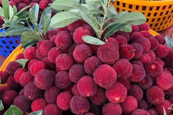 东魁杨梅和仙居杨梅有何区别，外观、口感、产地等方面都不同