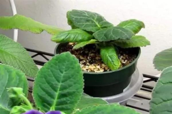 大岩桐叶插只长球不发芽的原因，可能是温度过高所致