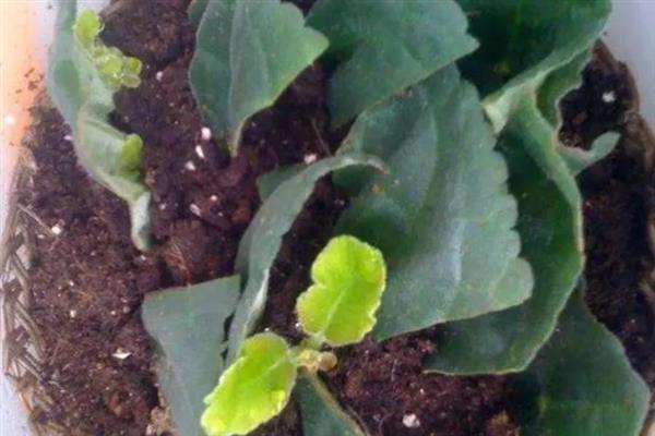 大岩桐叶插只长球不发芽的原因，可能是温度过高所致