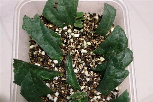 大岩桐叶插只长球不发芽的原因，可能是温度过高所致