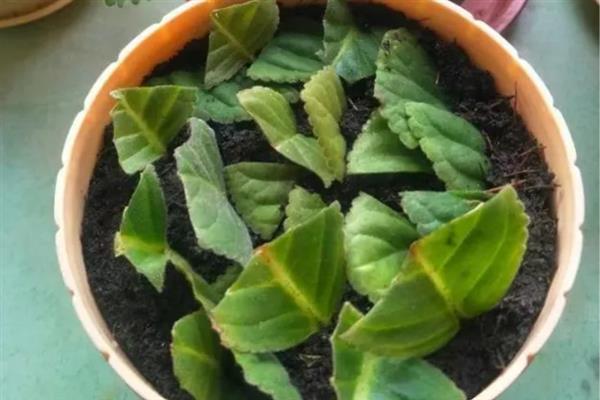 大岩桐叶插只长球不发芽的原因，可能是温度过高所致