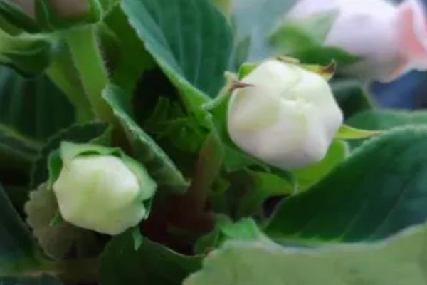 大岩桐叶插只长球不发芽的原因，可能是温度过高所致