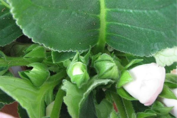 大岩桐叶插只长球不发芽的原因，可能是温度过高所致