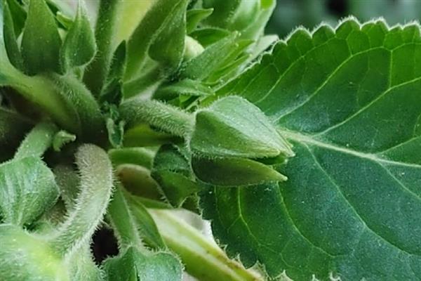 大岩桐叶插只长球不发芽的原因，可能是温度过高所致