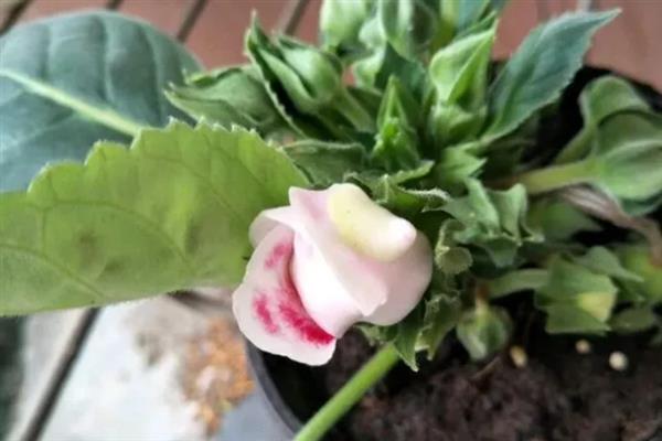 大岩桐叶插只长球不发芽的原因，可能是温度过高所致