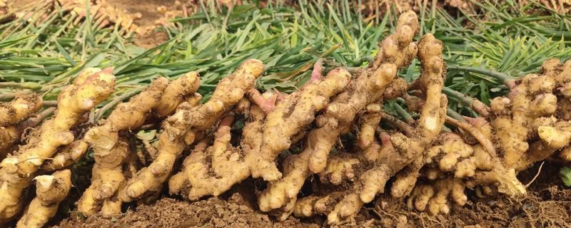 10月份能种生姜吗，生姜10月份不能种植