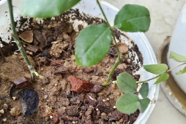 月季花的插枝时间，春秋季节的成活率最高