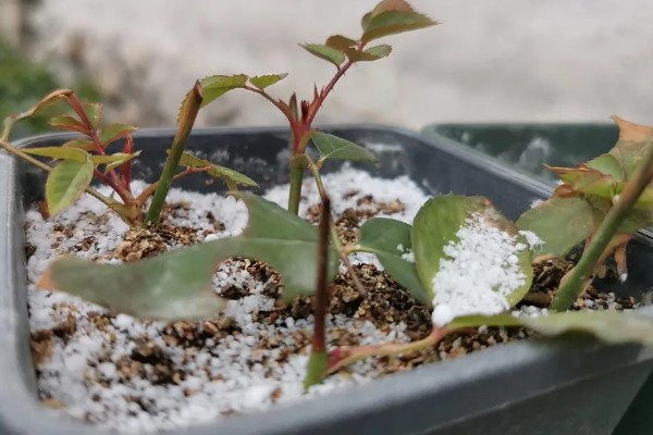 月季花的插枝时间，春秋季节的成活率最高