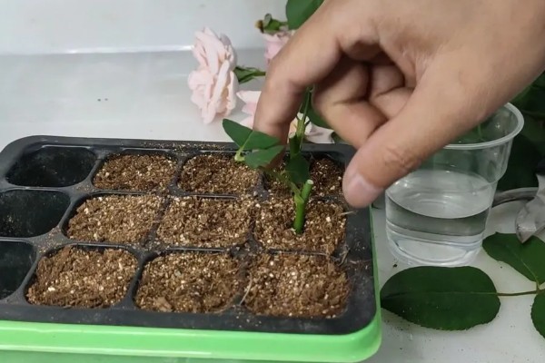 月季花的插枝时间，春秋季节的成活率最高