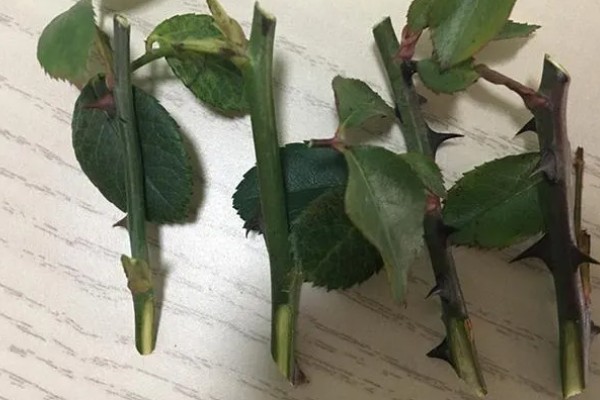 月季花的插枝时间，春秋季节的成活率最高