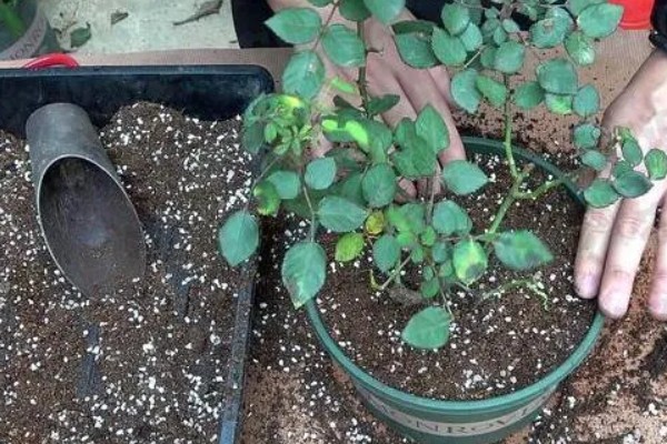 月季花的插枝时间，春秋季节的成活率最高