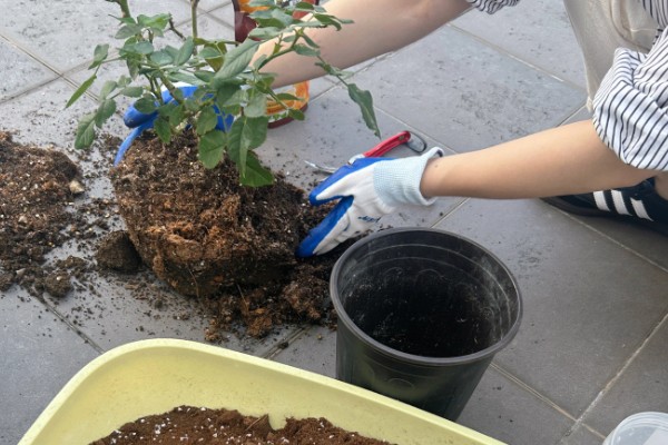 月季花的插枝时间，春秋季节的成活率最高