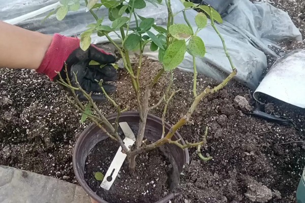 月季花的插枝时间，春秋季节的成活率最高