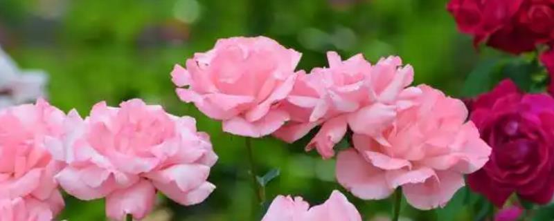 月季花的插枝时间,春秋季节的成活率最高