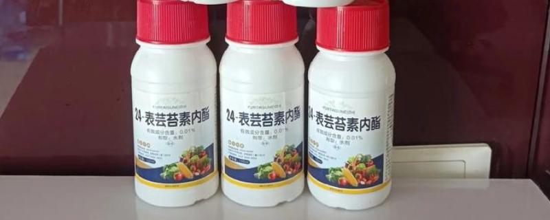 芸苔素的作用，能起到促进根系生长、提高结实率等效果