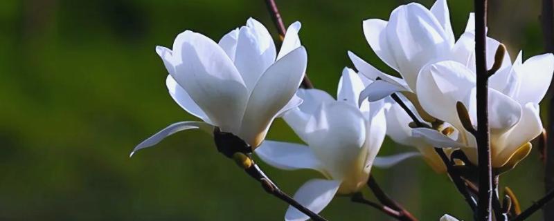 玉兰花何时开放，花期一般是2-3月份