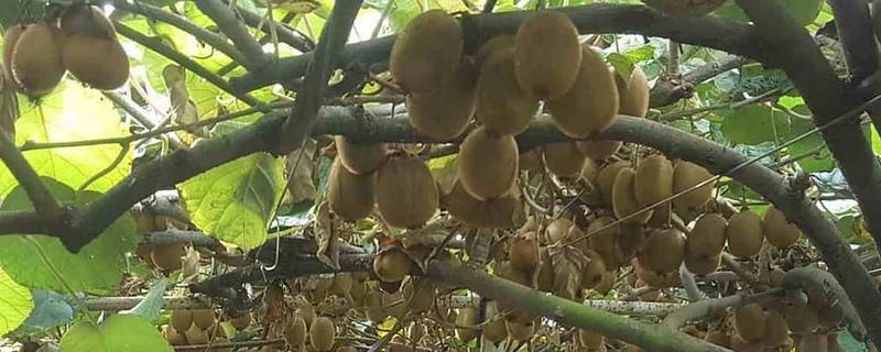 猕猴桃种植几年能挂果，大概5年的时间