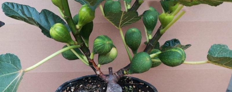 无花果盆栽养殖方法，萌发枝芽时让土壤保持湿润