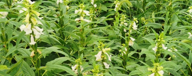 芝麻怎么施肥才能高产，花期亩施5-8公斤尿素