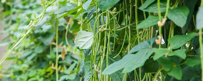 豆角什么时候掐尖，株高达到70厘米便可进行