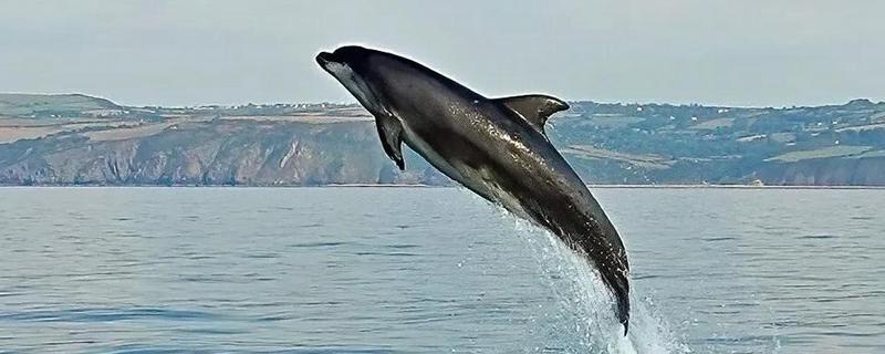 海豚会不会跳出水面，以下4个因素会让它们从水中跳出