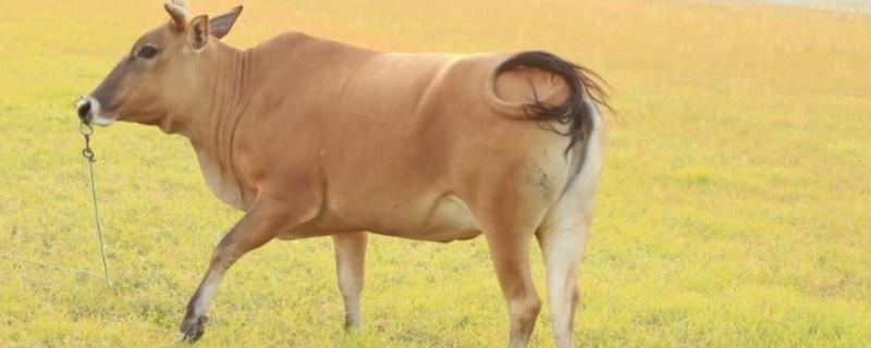 牛要穿鼻子的原因，可控制它的行动