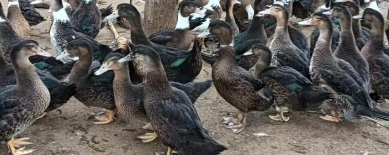 半番鸭怎么养殖，1-5日龄让它们自由采食