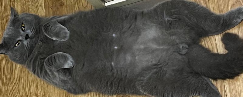 猫咪腹胀的原因，可能是遗传、病菌感染、消化不良等因素所致