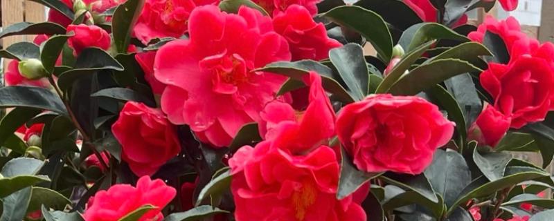 茶花冬季的扦插方法，选取健壮、半木质化的枝条作插穗