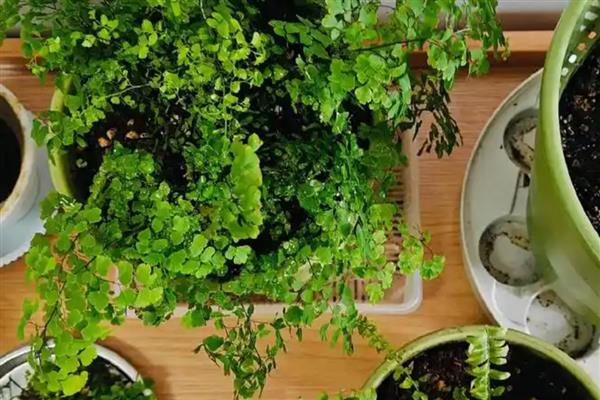 铁线蕨叶子枯萎如何解决，缺少水分时要浇透水