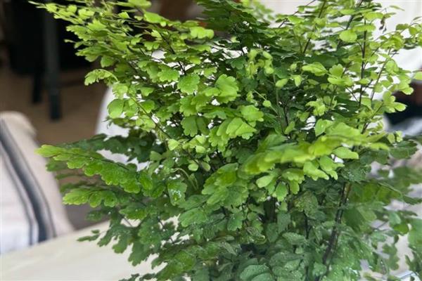 铁线蕨叶子枯萎如何解决，缺少水分时要浇透水