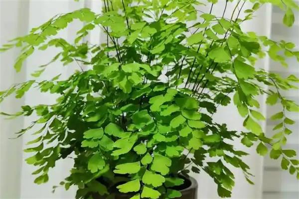 铁线蕨叶子枯萎如何解决，缺少水分时要浇透水