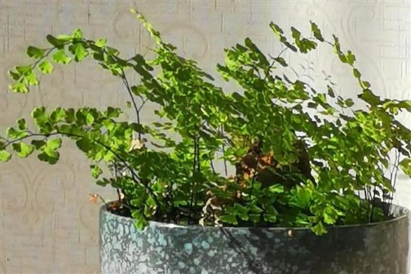 铁线蕨叶子枯萎如何解决，缺少水分时要浇透水