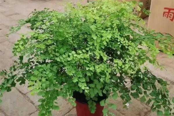 铁线蕨叶子枯萎如何解决，缺少水分时要浇透水