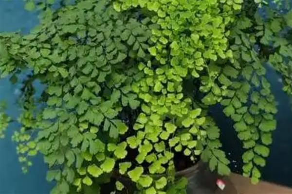 铁线蕨叶子枯萎如何解决，缺少水分时要浇透水