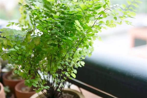 铁线蕨叶子枯萎如何解决，缺少水分时要浇透水