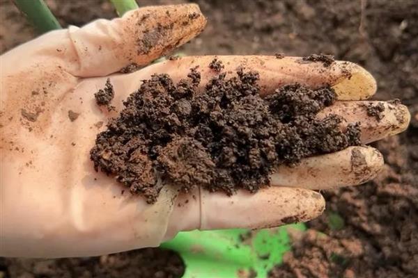 茶花冬季的扦插方法，选取健壮、半木质化的枝条作插穗