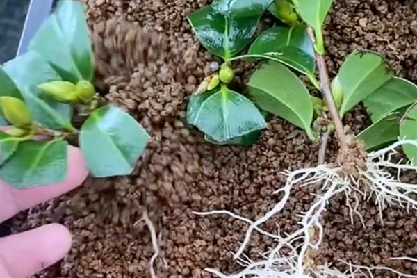 茶花冬季的扦插方法，选取健壮、半木质化的枝条作插穗
