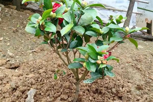 茶花冬季的扦插方法，选取健壮、半木质化的枝条作插穗