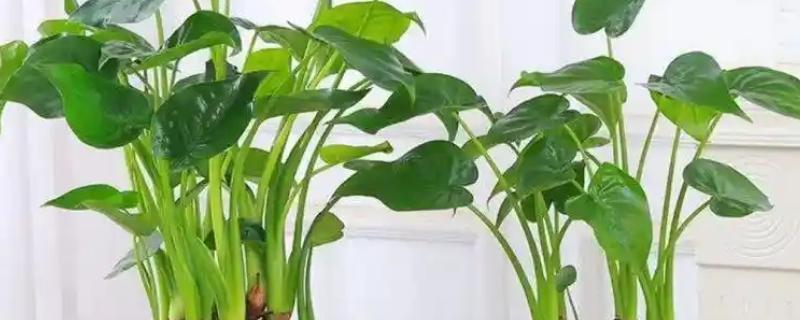 千手观音能不能养在客厅中,在客厅中养殖能起到净化空气等作用